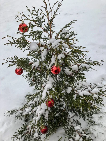 Bola Natal Neve Árvore Natal Floresta Inverno Feriado Natureza — Fotografia de Stock