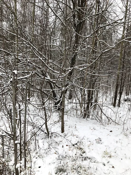 Primeira Neve Floresta Inverno Belo Fundo Tempo Frio — Fotografia de Stock