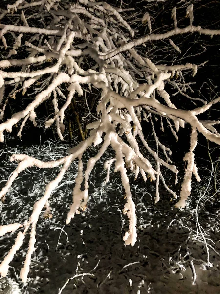 Kışın Ilk Karı Ormandaki Gece Dallardaki Kar — Stok fotoğraf