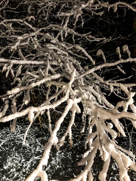 Pierwszy Śnieg Zimą Noc Lesie Śnieg Gałęziach — Zdjęcie stockowe