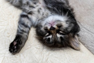 Küçük bir kedi yavrusu, güzel bir arkaplan ya da defter kapağı hayal edin.