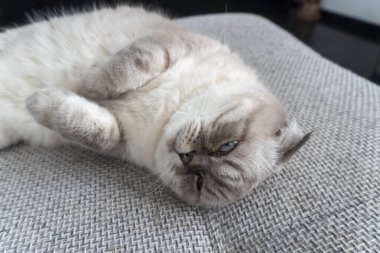 Fotoğraf İskoç kedisi, İskoç katlı, mavi gözlü beyaz