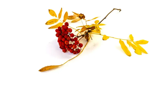 Isolé Sur Fond Blanc Branche Rowan Avec Des Baies Rouges — Photo