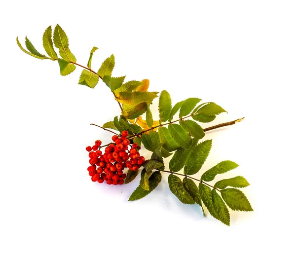 Isolé Sur Fond Blanc Branche Rowan Avec Des Baies Rouges — Photo