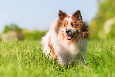 çayır üzerinde yürüyen bir Elo köpek resmi