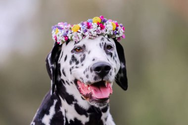 Kafasında çiçek çelenk ile Dalmaçya köpeği