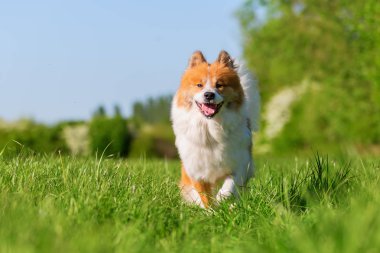 çayır üzerinde işleten bir Elo köpek resmi