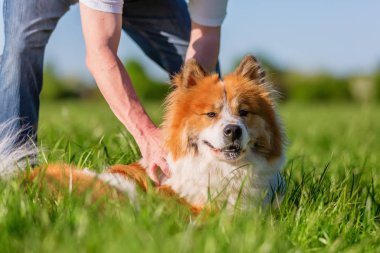 Elo köpeğini çim üzerinde yalan söyleyen adam vuruş