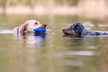 Avustralya çoban köpeği ve bir Golden Retriever bir denizinde yüzerim