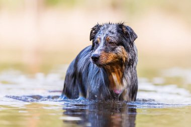 Avustralya çoban köpeği bir göl suda duruyor