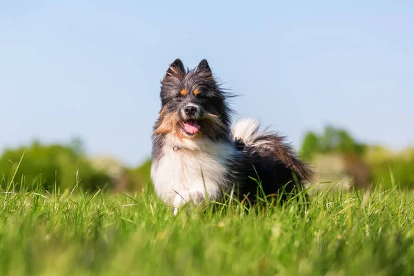 Foto Van Een Elo Hond Die Weide Draait — Stockfoto