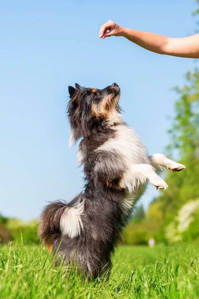 Bild Eines Elo Hundes Der Aufsteht Ein Leckerli Bekommen — Stockfoto