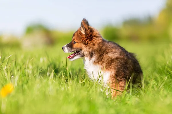 Porträtt Elo Valp Äng — Stockfoto