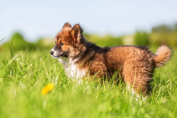 草原のエロは子犬の肖像画 — ストック写真