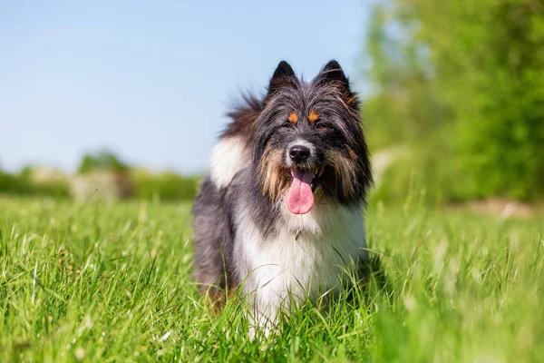 Stående Bild Söt Elo Hund Ängen — Stockfoto