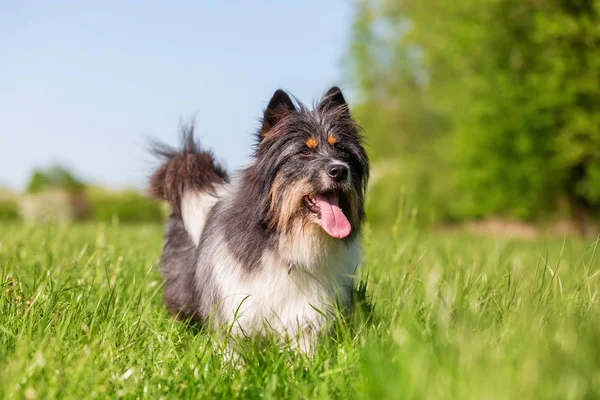 Stående Bild Söt Elo Hund Ängen — Stockfoto