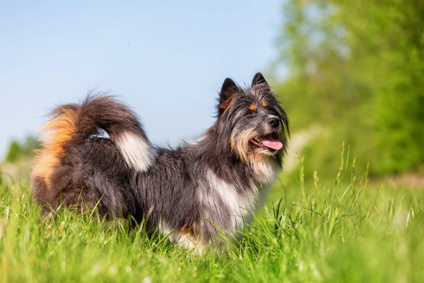 Stående Bild Söt Elo Hund Ängen — Stockfoto