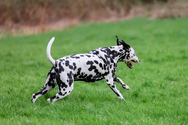 picture of a Dalmatian dog who runs on the meadow