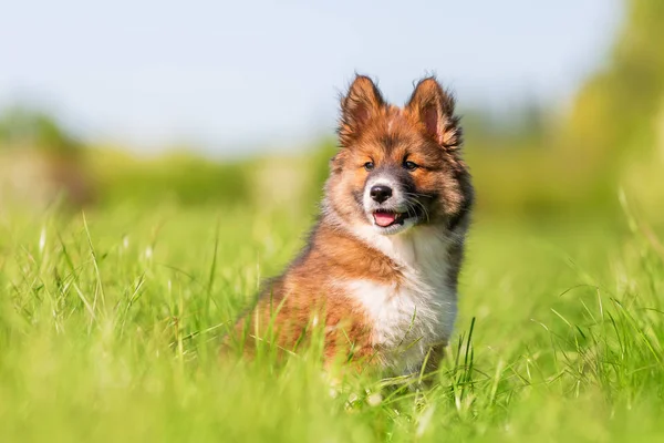 Bir Elo Bir Çayır Köpeklerine Portresi — Stok fotoğraf