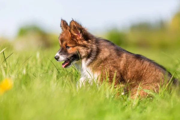 草原のエロは子犬の肖像画 — ストック写真