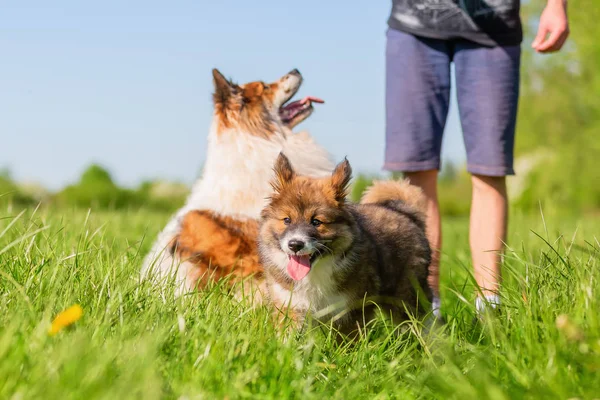 Picture Adult Elo Dog Elo Puppy Meadow — Stock Photo, Image