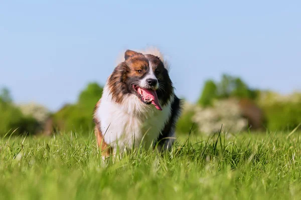 草原の上を実行しているエロ犬の写真 — ストック写真