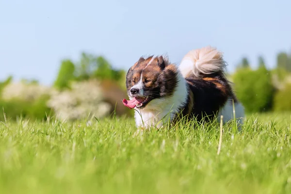 Photo Chien Elo Qui Court Sur Prairie — Photo