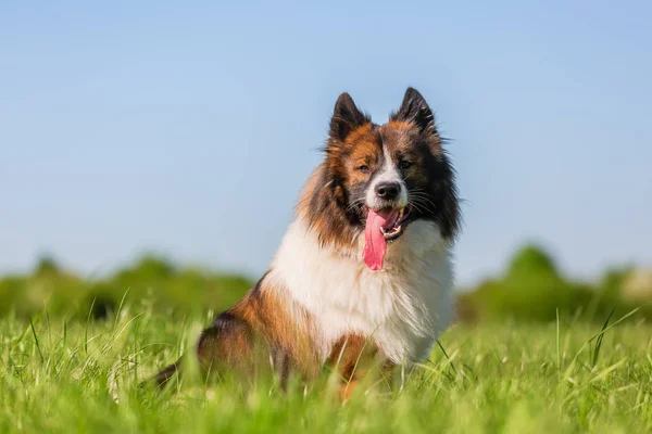 Stående Bild Söt Elo Hund Ängen — Stockfoto