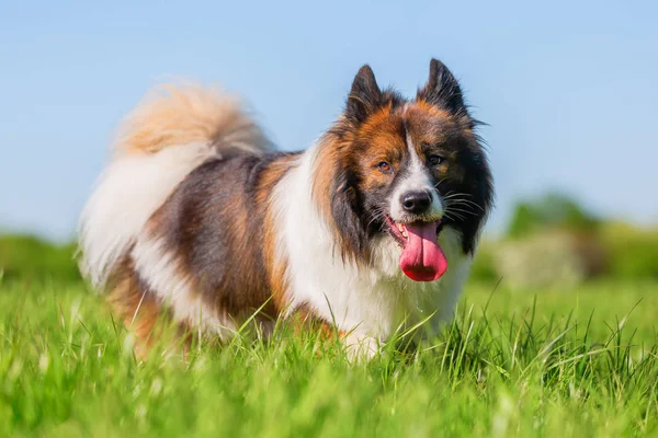 Immagine Cane Maschio Elo Che Cammina Sul Prato — Foto Stock