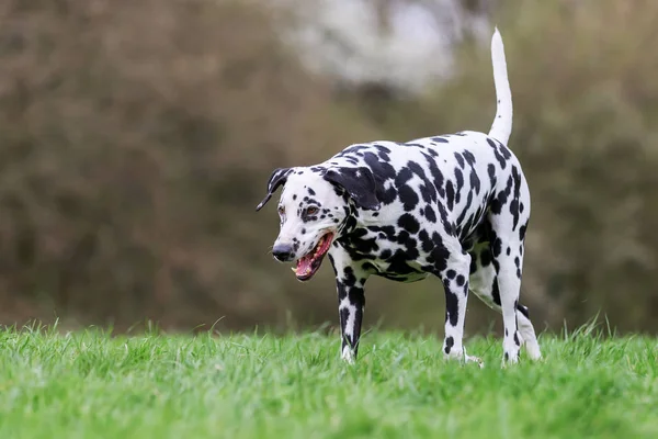 Picture Dalmatian Dog Who Walks Meadow — Stock Photo, Image