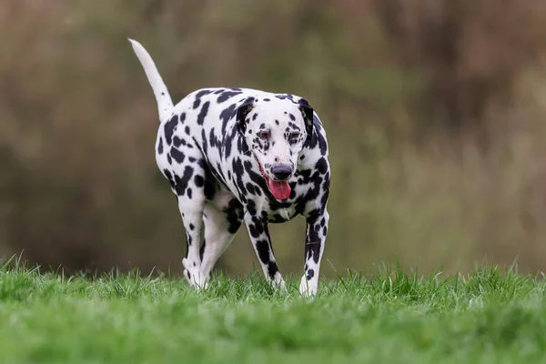 Foto Perro Dálmata Que Pasea Prado —  Fotos de Stock