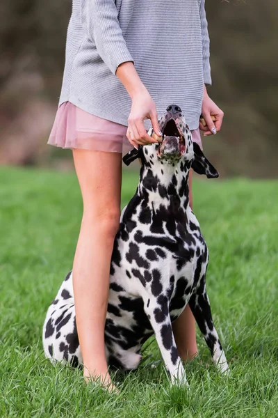 Photo Une Femme Qui Donne Régal Chien Dalmate — Photo