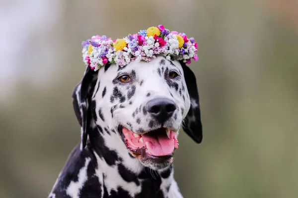 Σκυλί Δαλματίας Ένα Στεφάνι Από Λουλούδια Στο Κεφάλι Του — Φωτογραφία Αρχείου