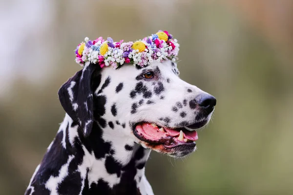 Далматинская Собака Венком Цветов Голове — стоковое фото