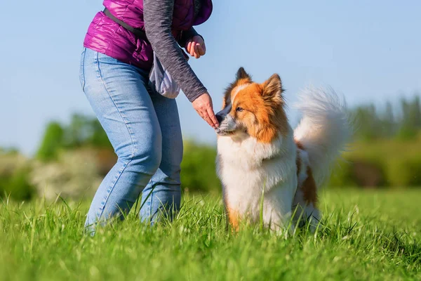 Immagine Una Persona Che Regalo Suo Cane Elo — Foto Stock