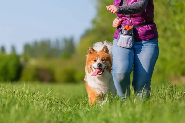 woman runs with her Elo dog on the meadow