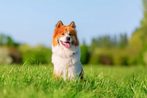 草原のエロ犬の肖像画 — ストック写真