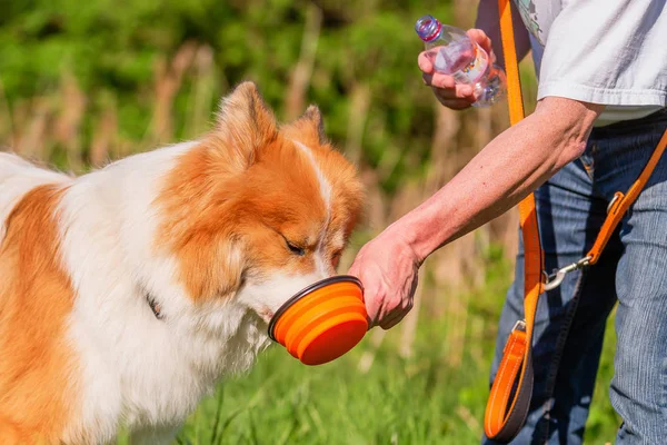 Picture Man Who Gives His Elo Dog Some Water — Stock Photo, Image