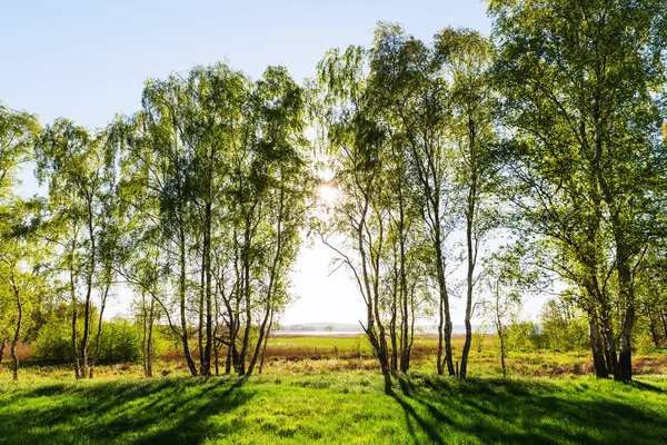 Rügen Almanya Gün Batımında Ağaçlar Bir Satırla Manzara — Stok fotoğraf