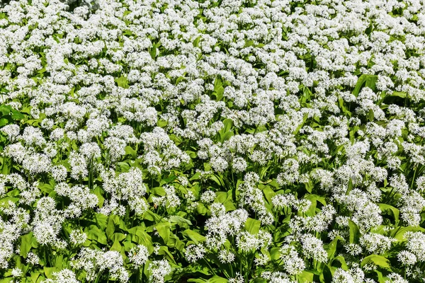 Képet Tavaszi Virág Ramson Szőnyeg — Stock Fotó