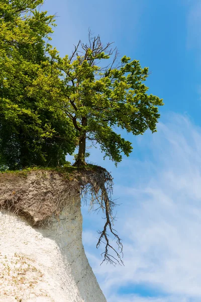 Tebeşir Kayalıklarla Jasmund Ulusal Parkı Rügen Almanya — Stok fotoğraf