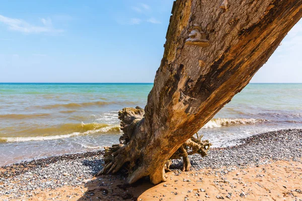 Picture Dead Tree Seashore Chalk Cliffs Ruegen Germany — Stock Photo, Image