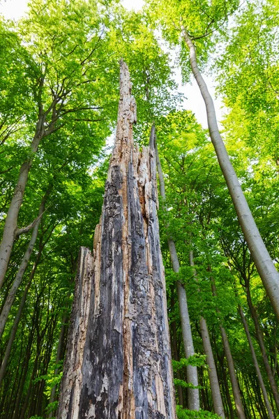 Jasmund 国家公园山毛榉森林内一棵死树的图片 吕根岛 — 图库照片