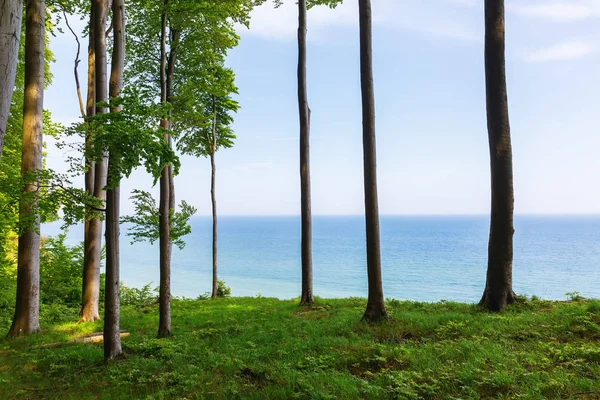 Kép Bükkfák Felett Mészkő Sziklák Jasmund Nemzeti Park Ruegen Németország — Stock Fotó