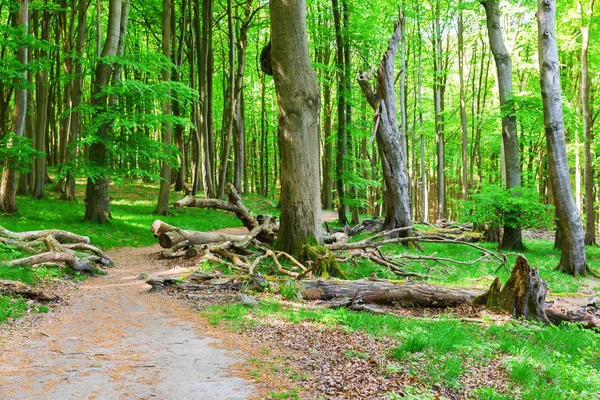 Foto Van Aforest Pad Het Nationaal Park Jasmund Rügen Duitsland — Stockfoto