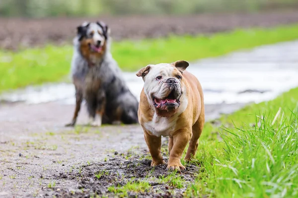 picture of an English Bulldog and an Australian Shepherd on a footpath