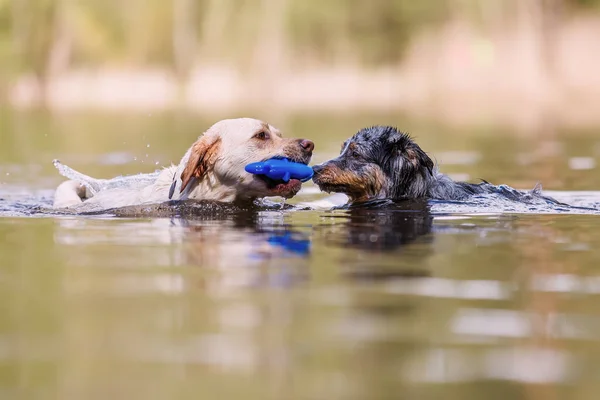 Australischer Schäferhund Und Golden Retriever Schwimmen Einem See — Stockfoto