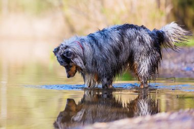 Avustralya çoban köpeği bir göl suda duruyor