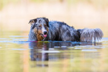 Avustralya çoban köpeği bir göl suda duruyor