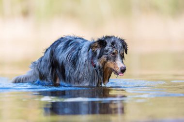 Avustralya çoban köpeği bir göl suda duruyor